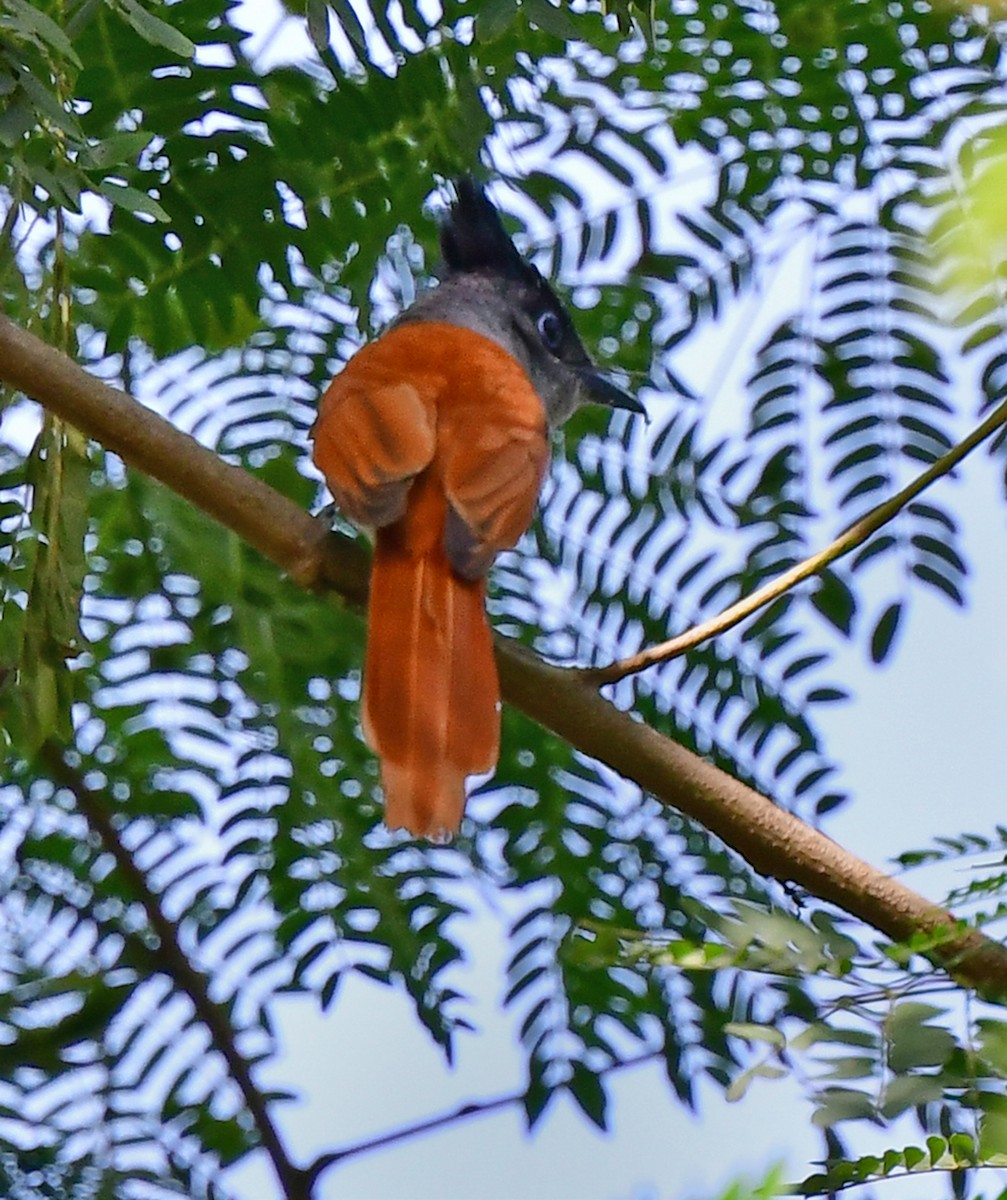 lejskovec rajský - ML146988961