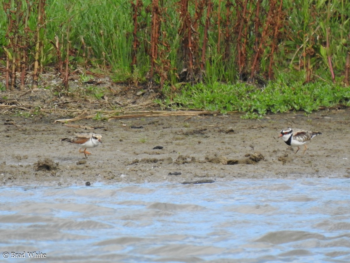 Black-fronted Dotterel - ML146989661