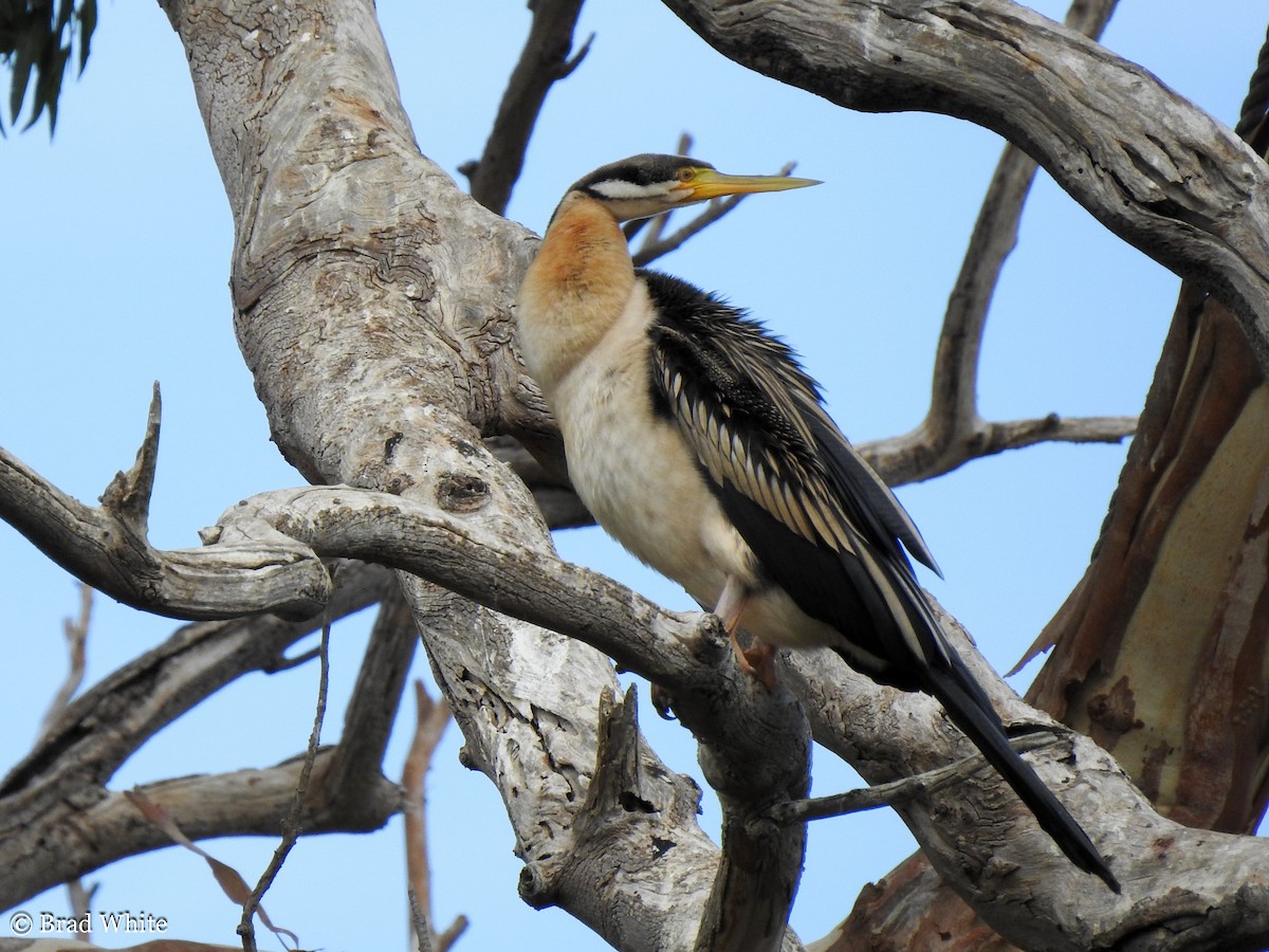 Australasian Darter - ML146989821