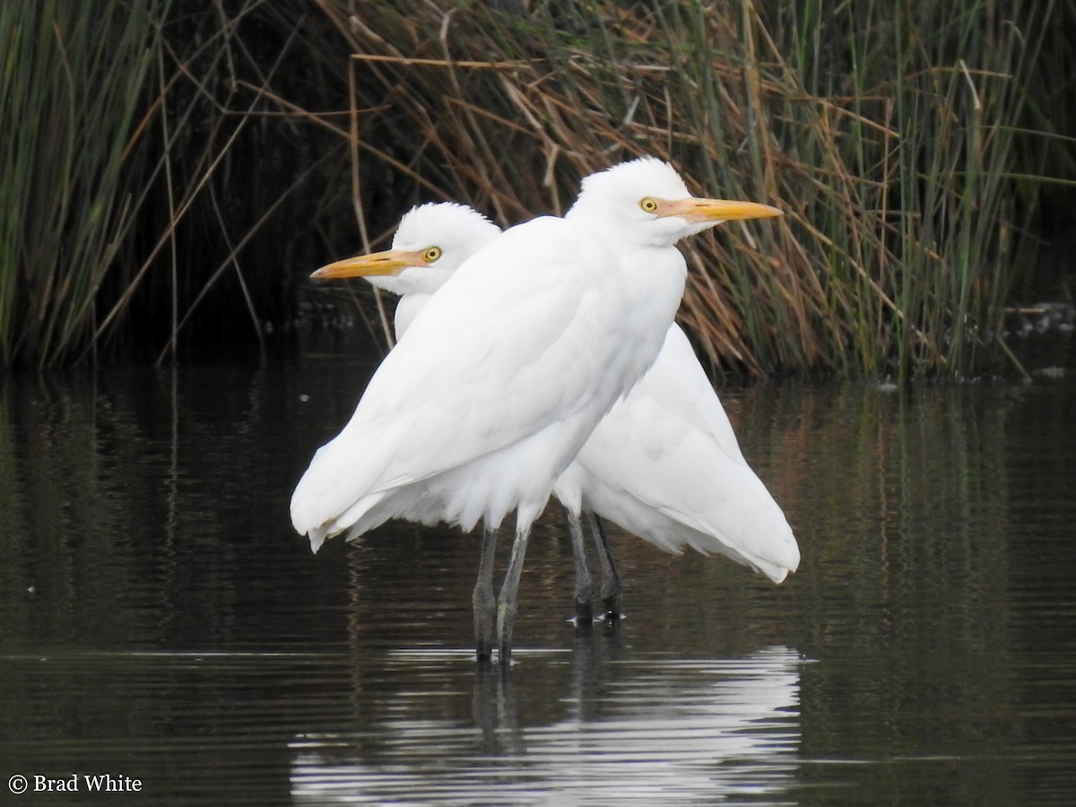 Eastern Cattle Egret - ML146989991