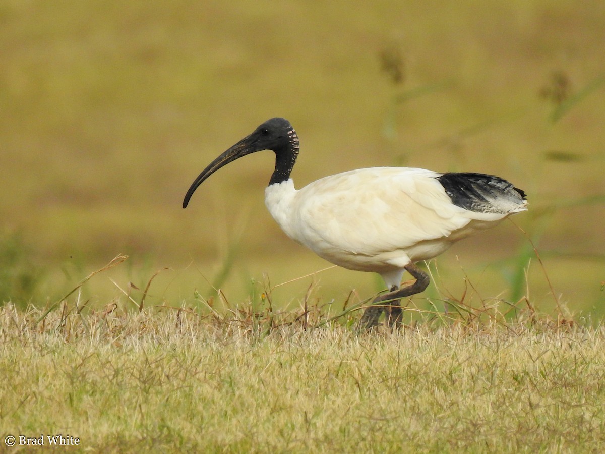 ibis australský - ML146990031