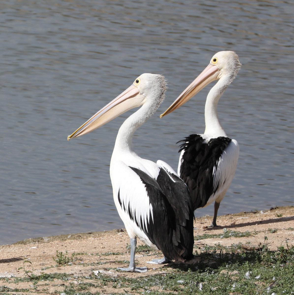 Australian Pelican - Cheryl McIntyre