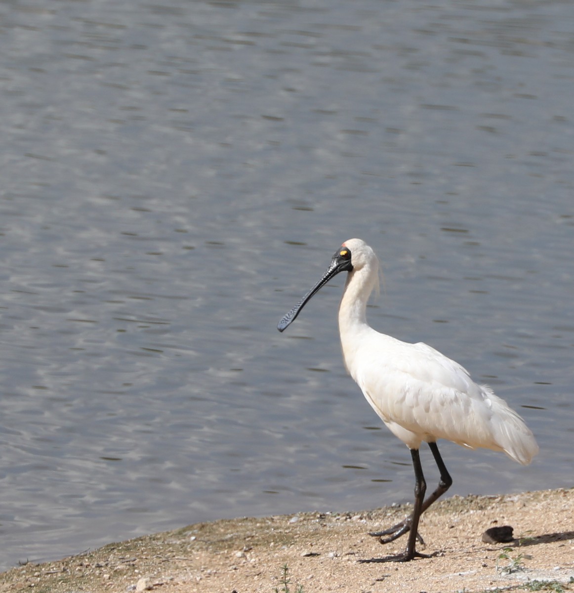 Royal Spoonbill - ML146990231