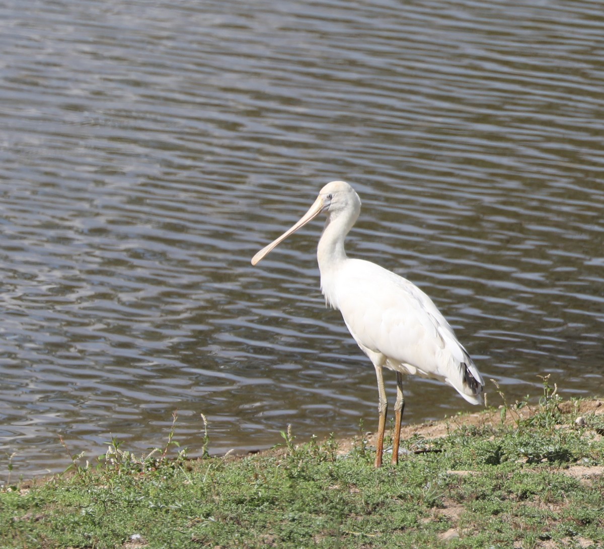 Yellow-billed Spoonbill - ML146990251