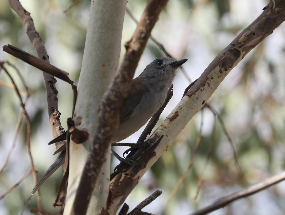 Gray Shrikethrush - Cheryl McIntyre