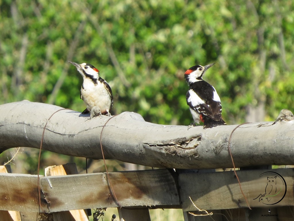 Syrian Woodpecker - ML146990381