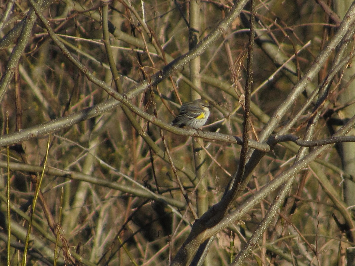 Yellow-rumped Warbler - ML146991811