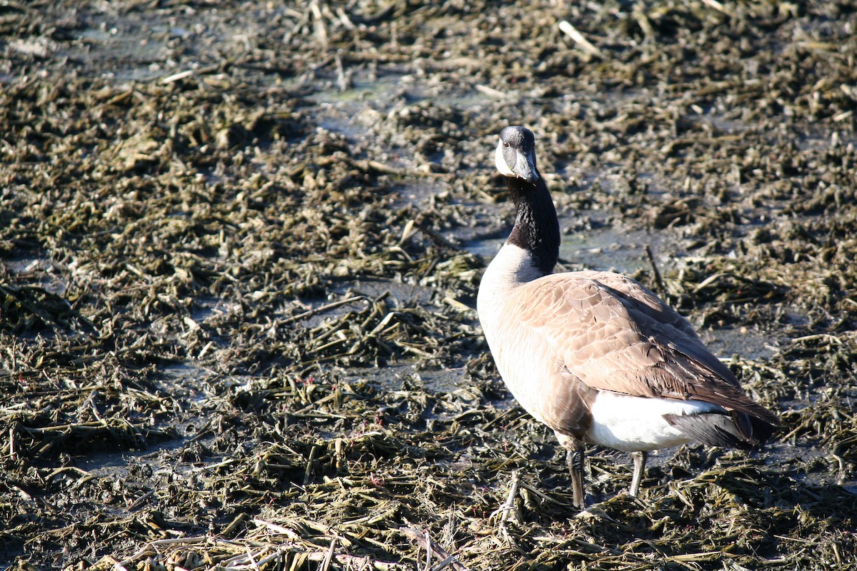 Canada Goose - ML146991901