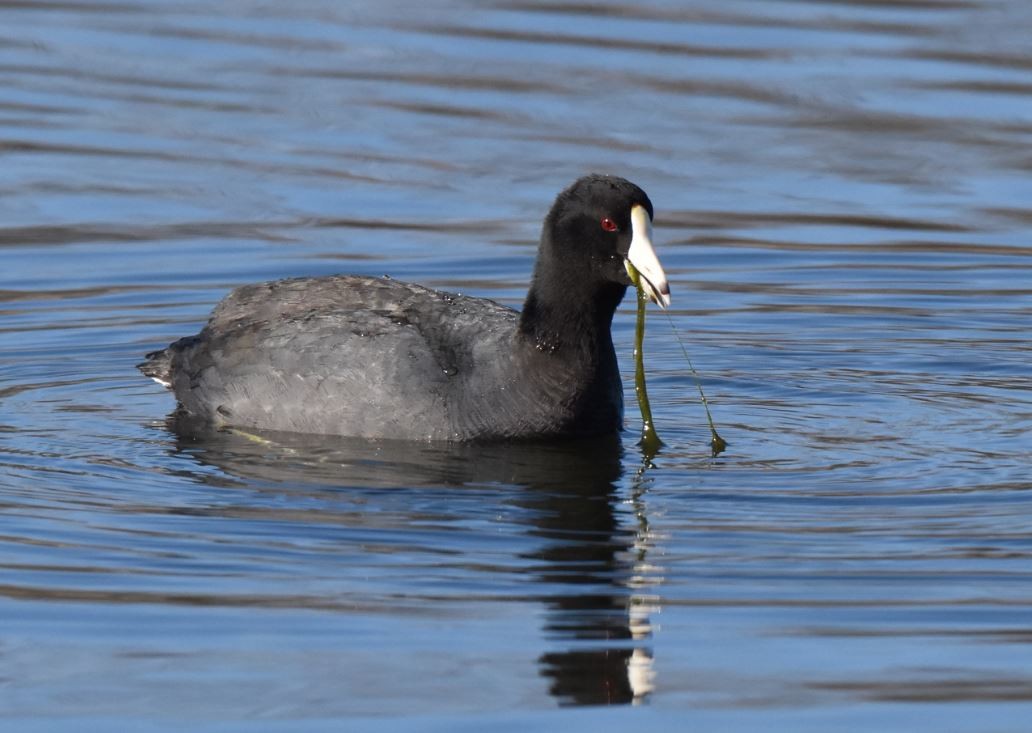 American Coot - Jim Leitch