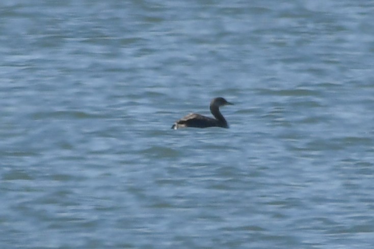 Red-necked Grebe - ML146995151