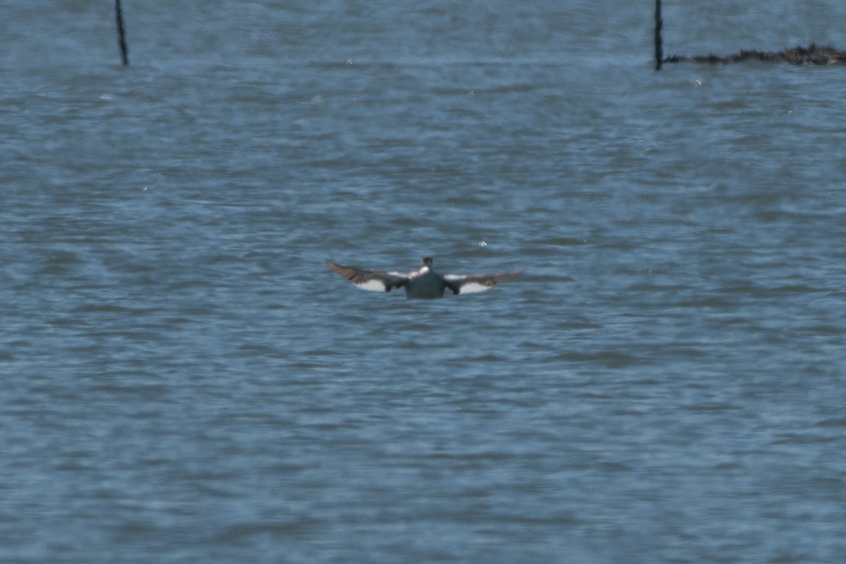 Red-necked Grebe - ML146995161