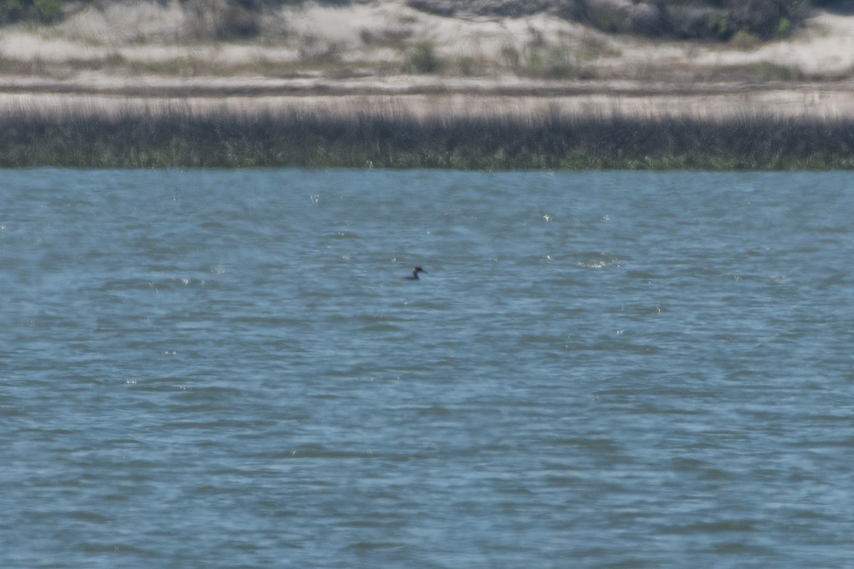 Red-necked Grebe - ML146995171