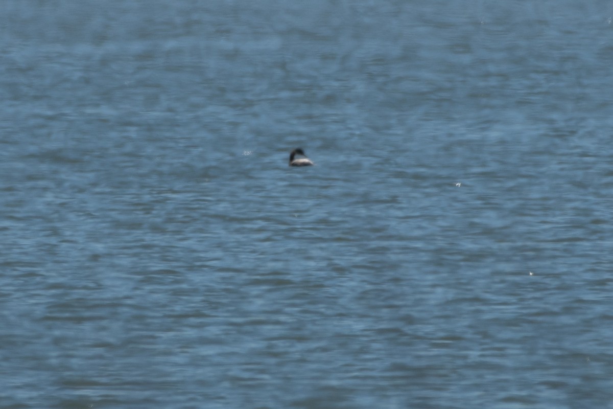 Red-necked Grebe - ML146995181