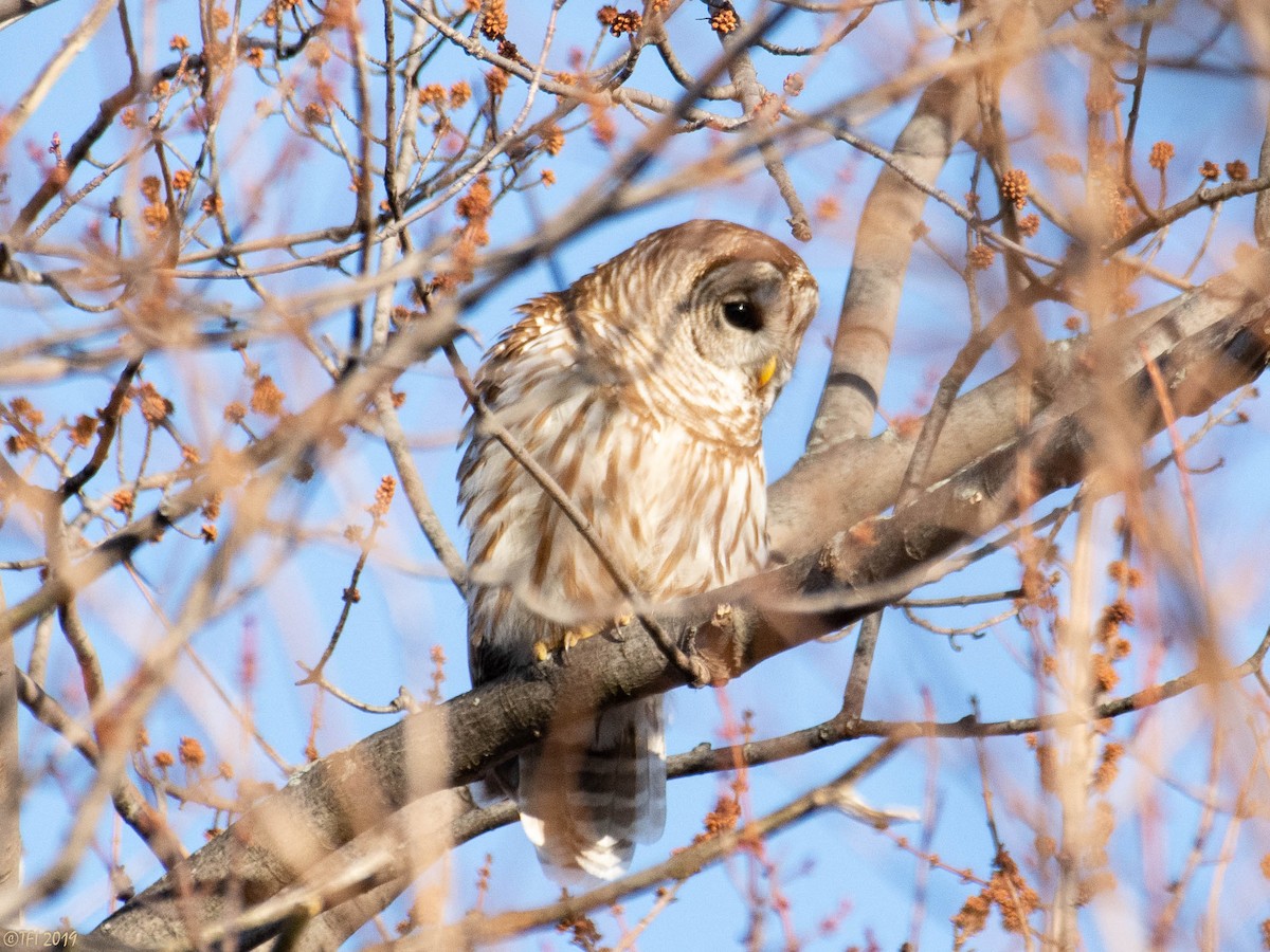 Barred Owl - ML146996041