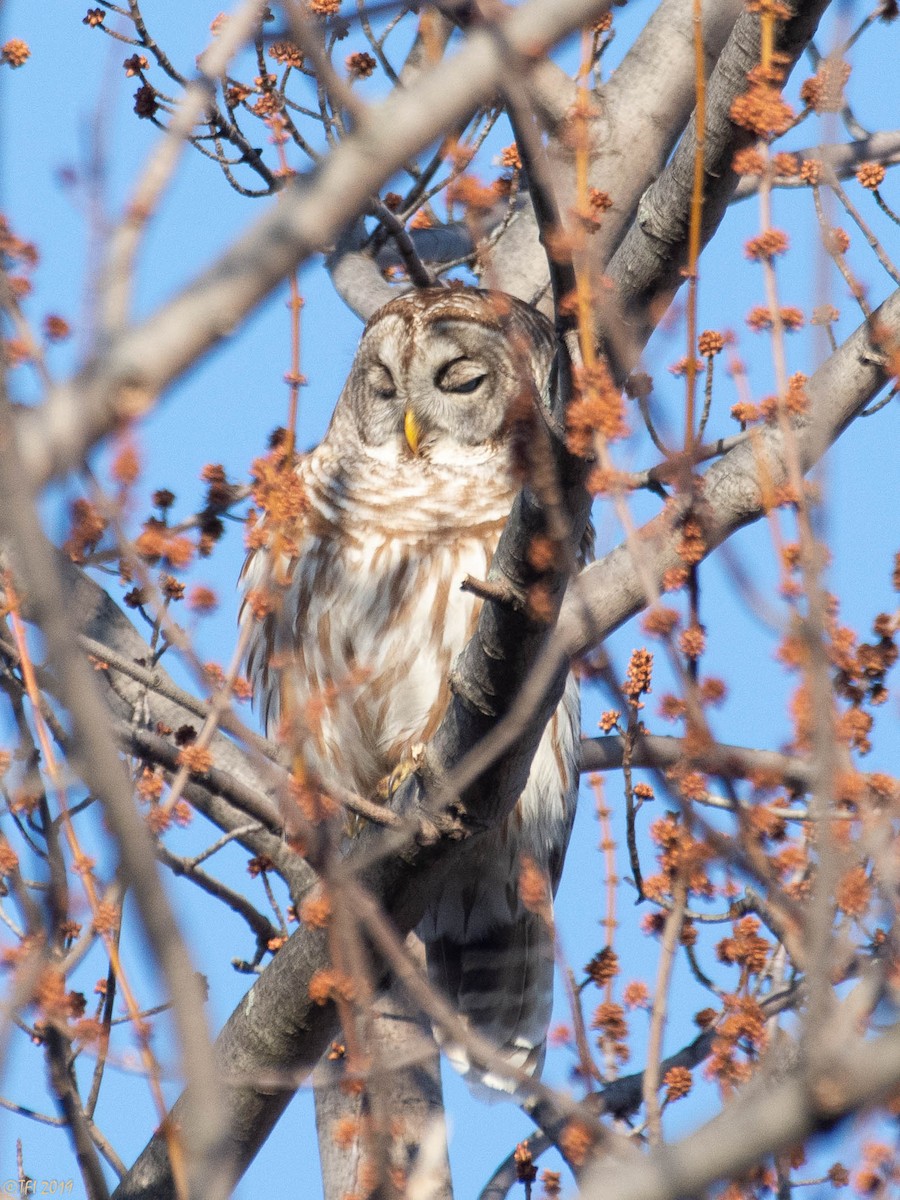 Barred Owl - ML146996091