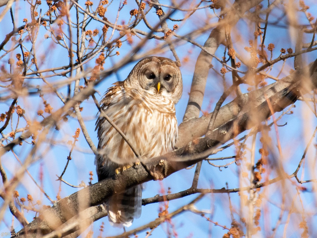 Barred Owl - ML146996101