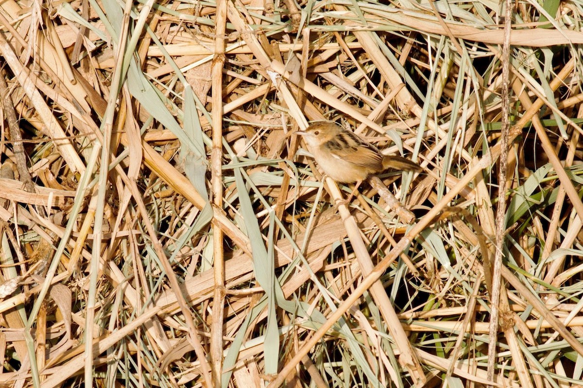 Winding Cisticola - Frédéric Bacuez