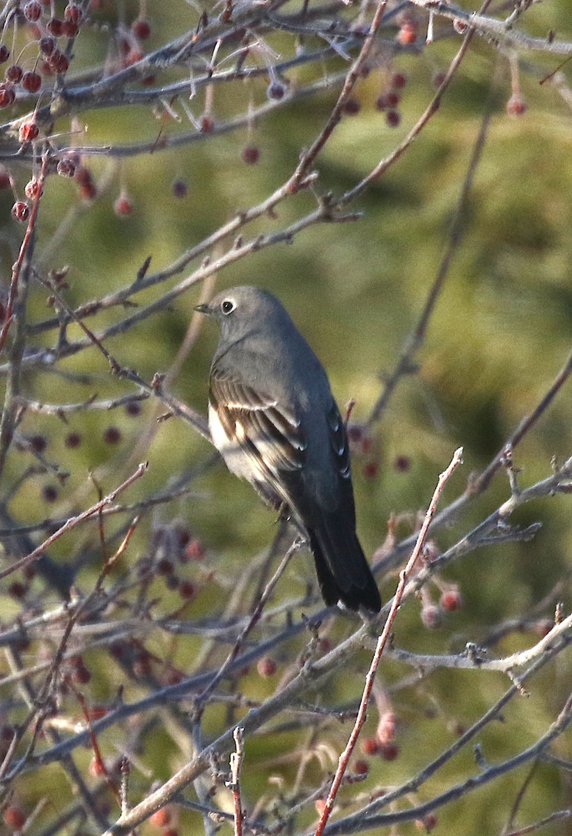 Townsend's Solitaire - ML146997561