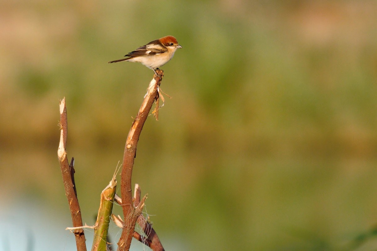 Woodchat Shrike (Western) - ML146997571