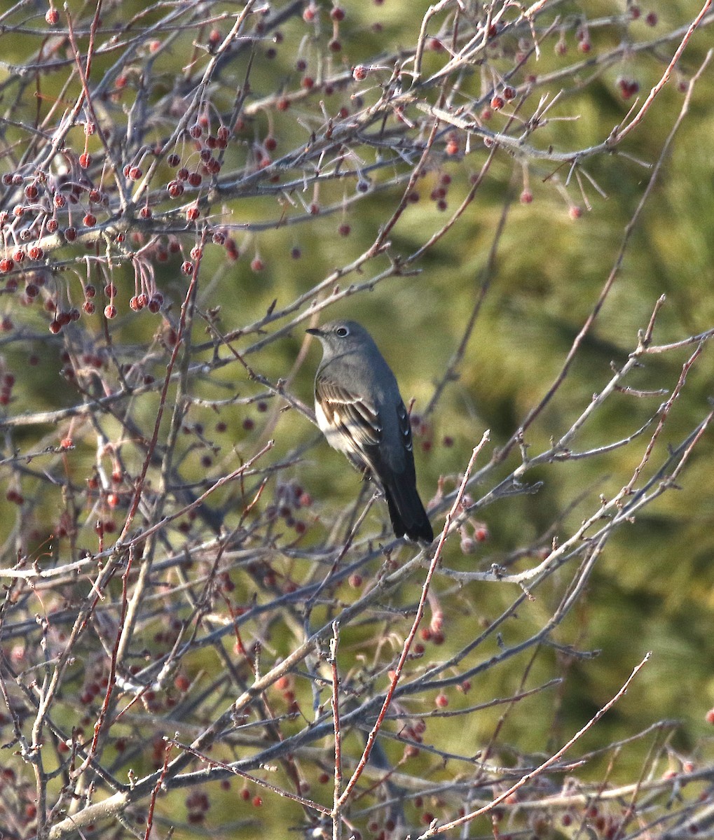 Townsend's Solitaire - ML146997581