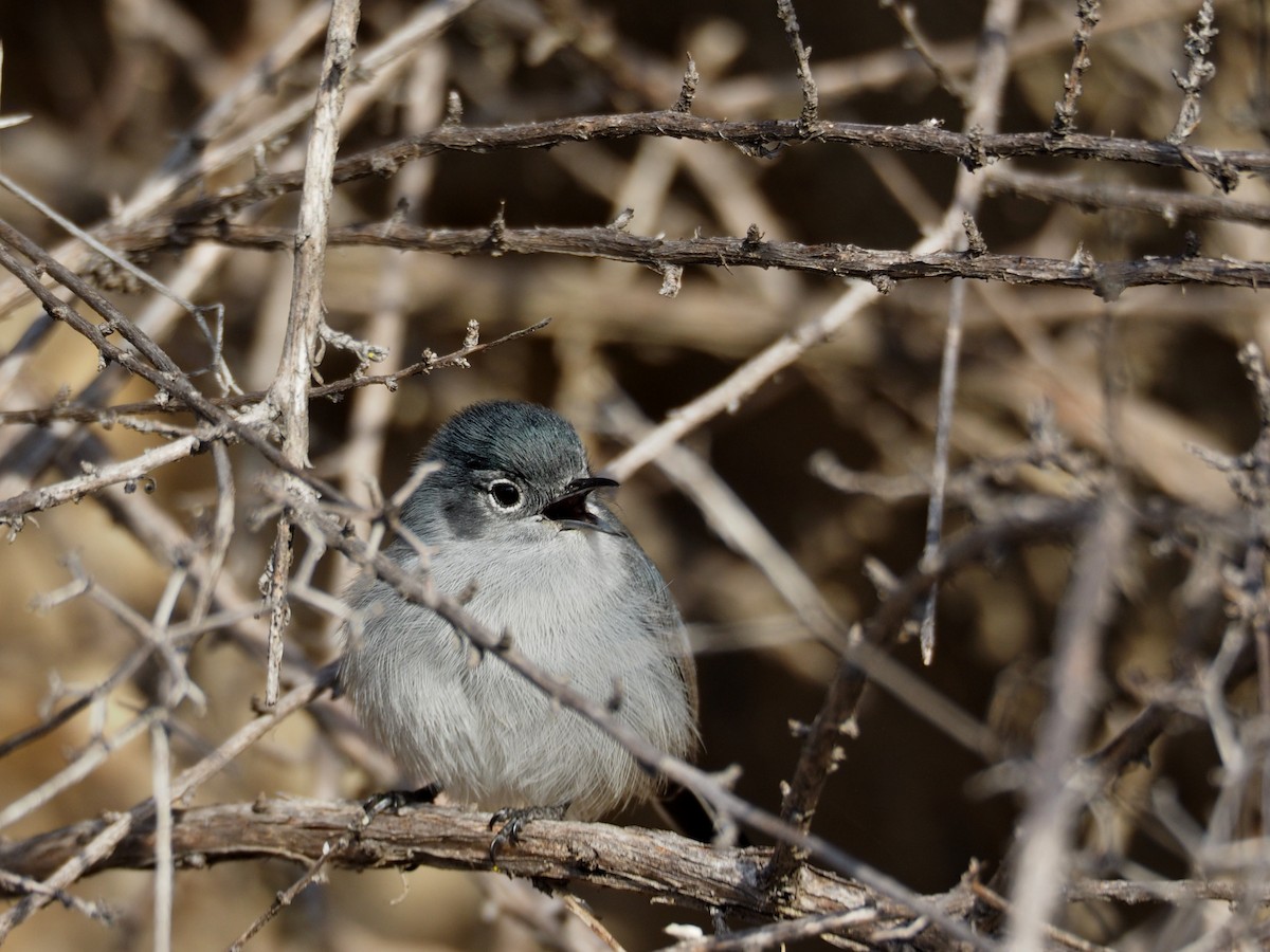 California Gnatcatcher - ML147000761