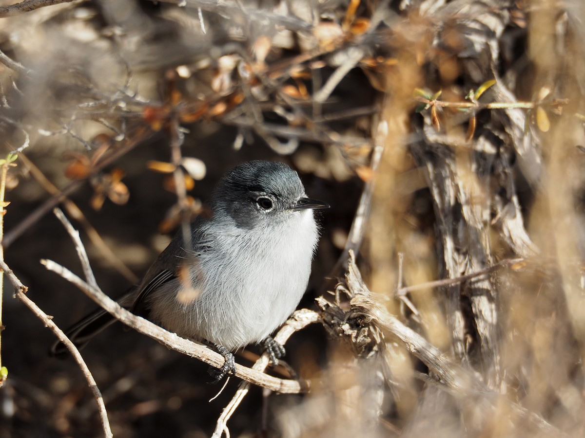 California Gnatcatcher - ML147000771