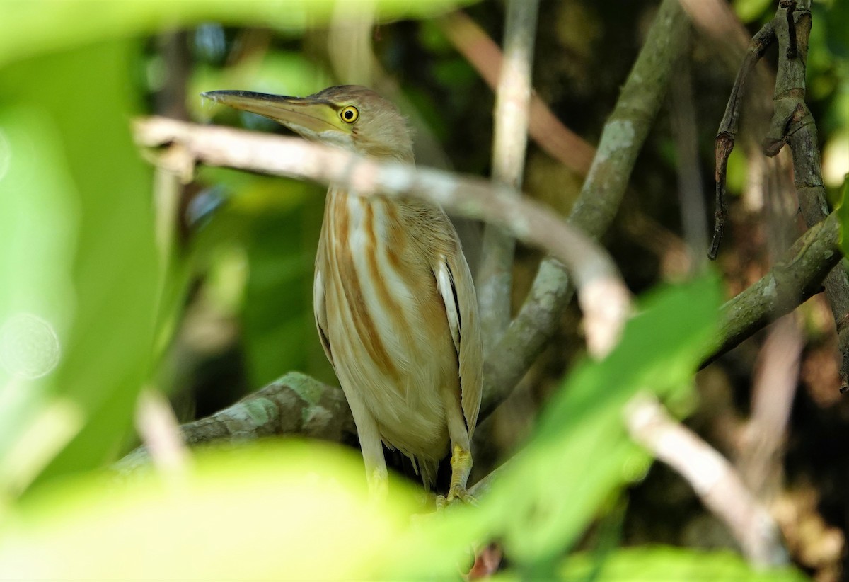 Yellow Bittern - ML147002041