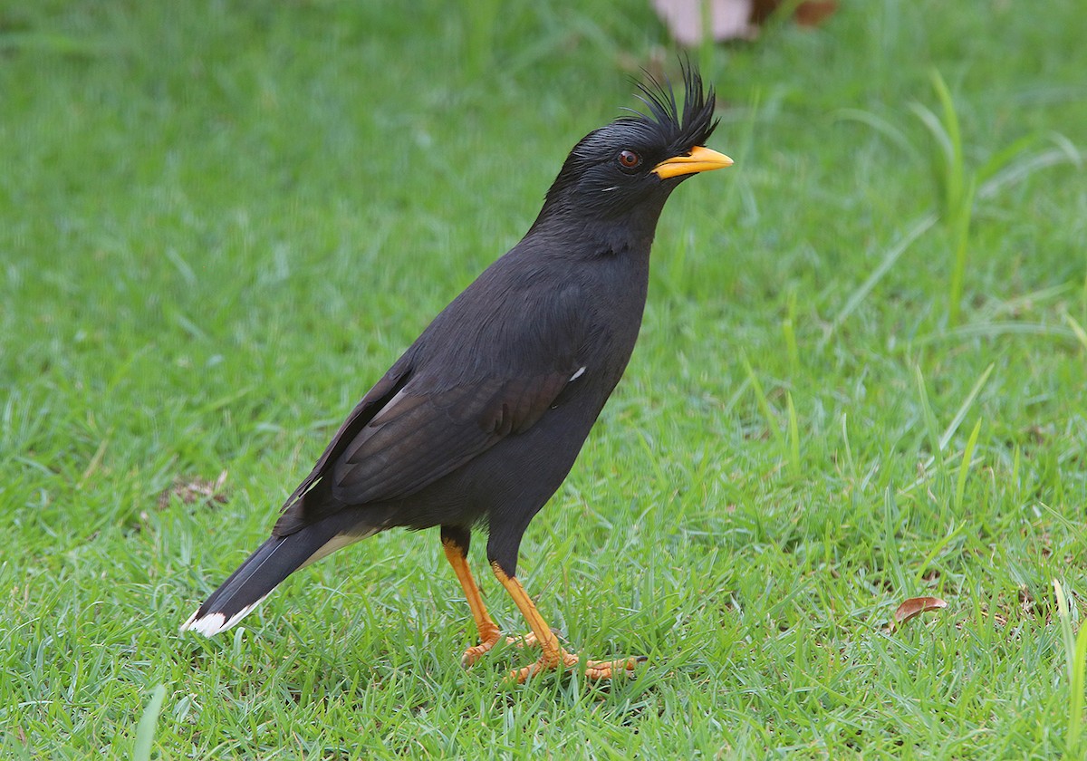 Great Myna - Tim Avery