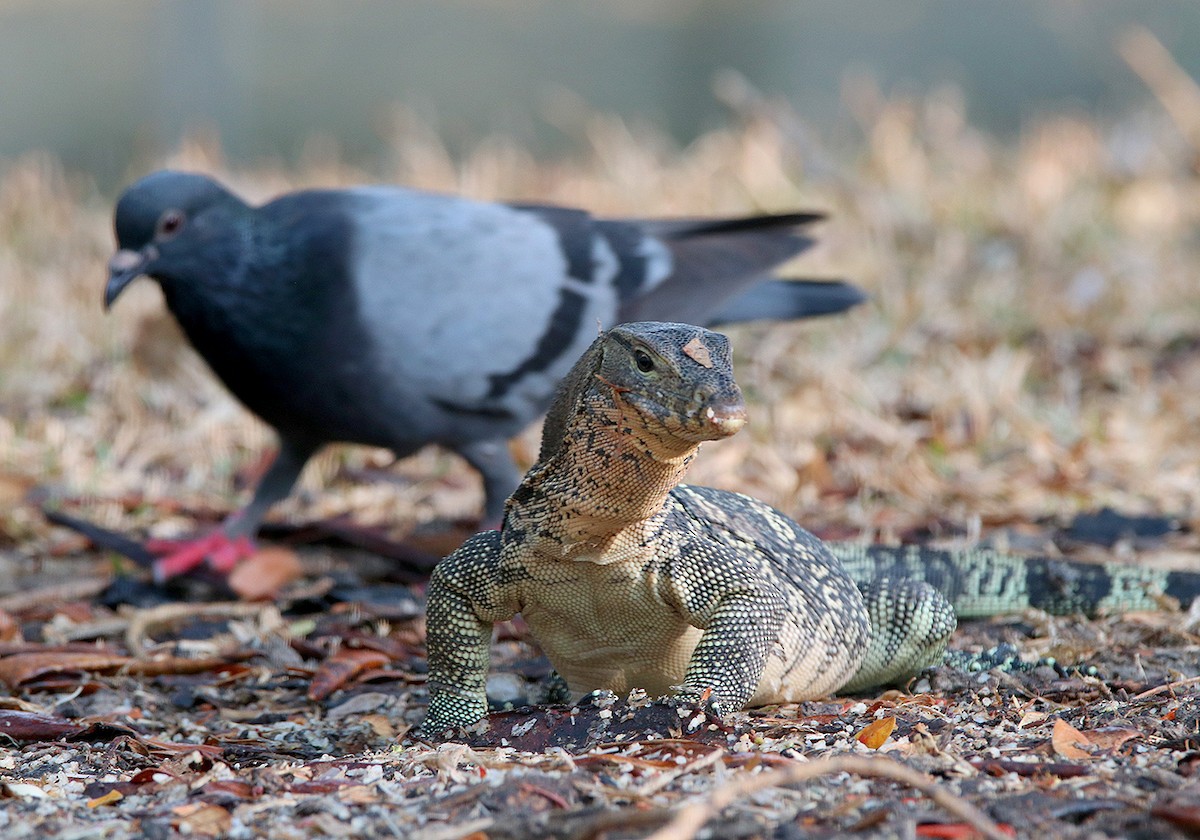 Rock Pigeon (Feral Pigeon) - Tim Avery