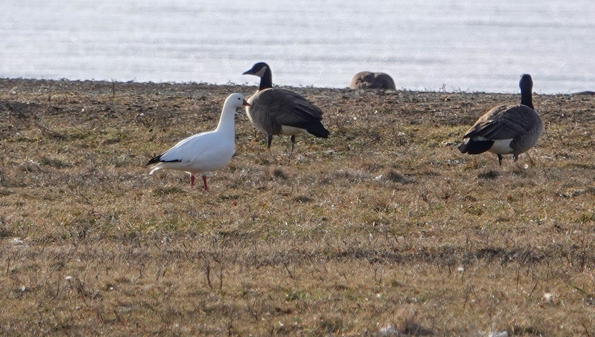 Ross's Goose - Gale VerHague