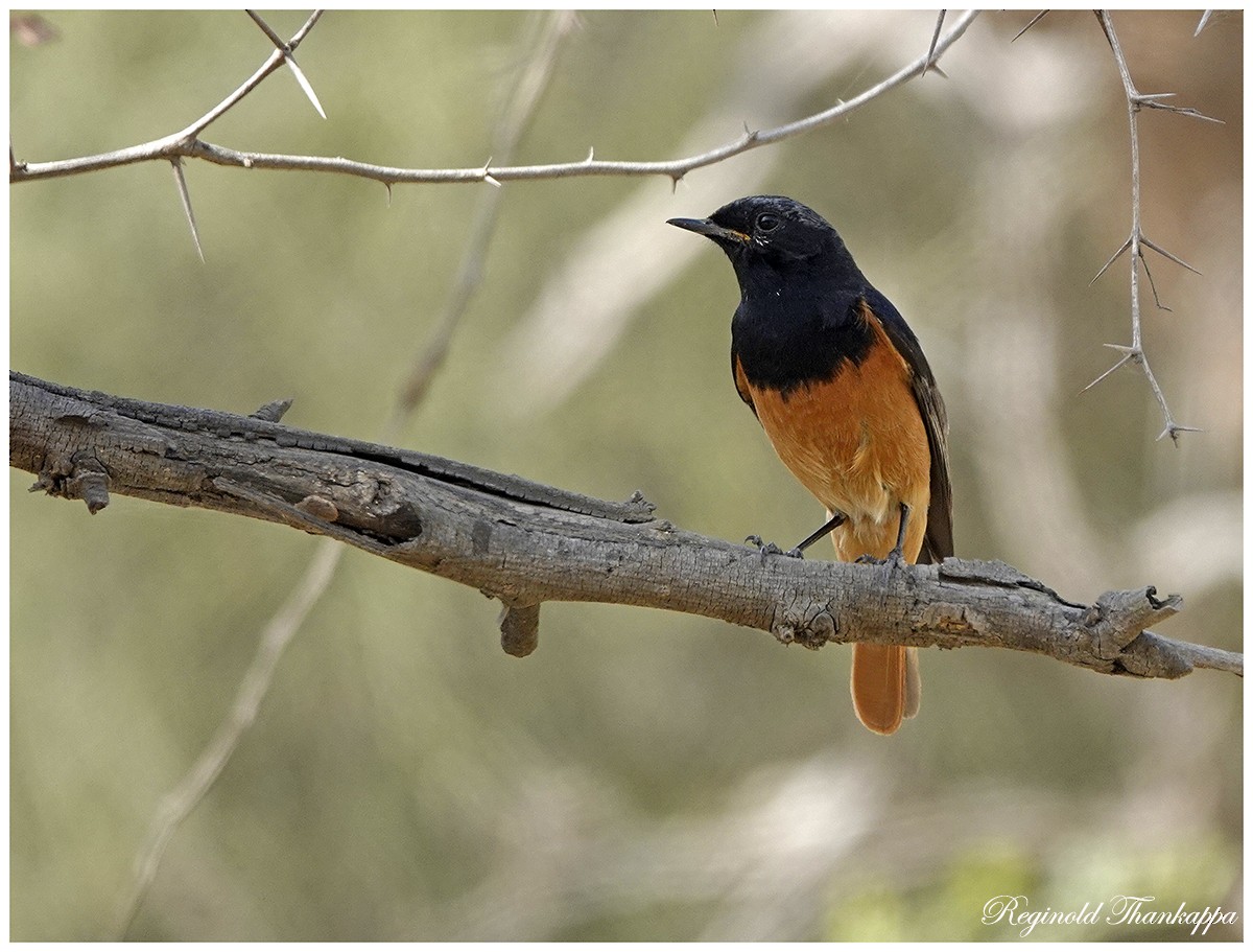 Black Redstart - ML147009061