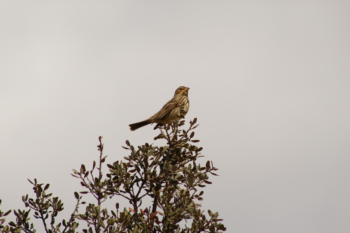 Corn Bunting - Laetitia Boels