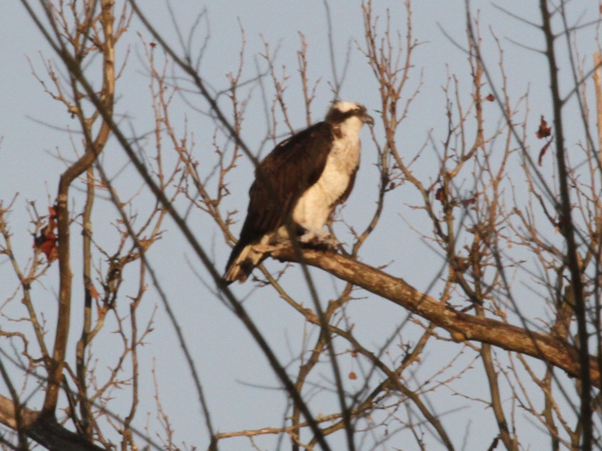 Águila Pescadora - ML147010621