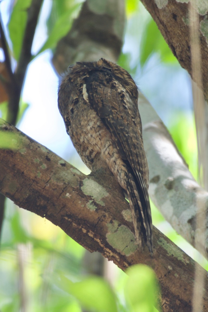 Common Potoo - ML147010761