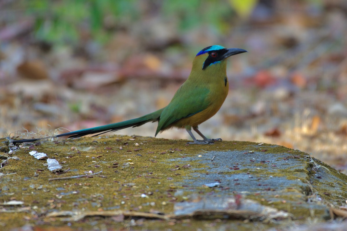 Whooping Motmot - ML147011181