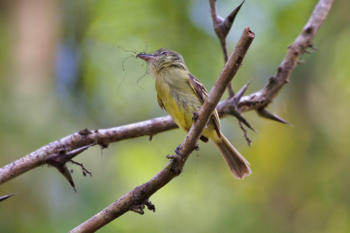 Yellow-olive Flatbill - ML147011671