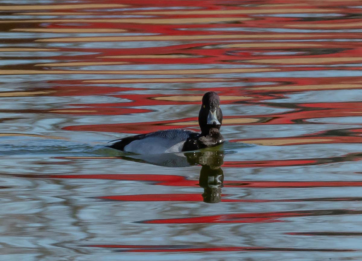 Lesser Scaup - ML147011871