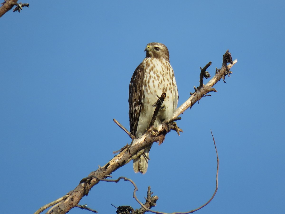 Red-shouldered Hawk - ML147012931