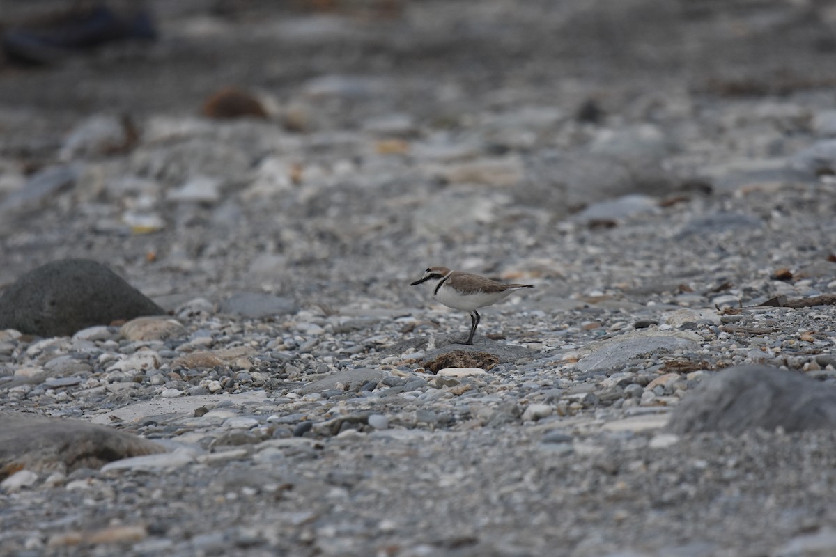 Kentish Plover - Feng  Chen(鳳珍） CHANG(張）