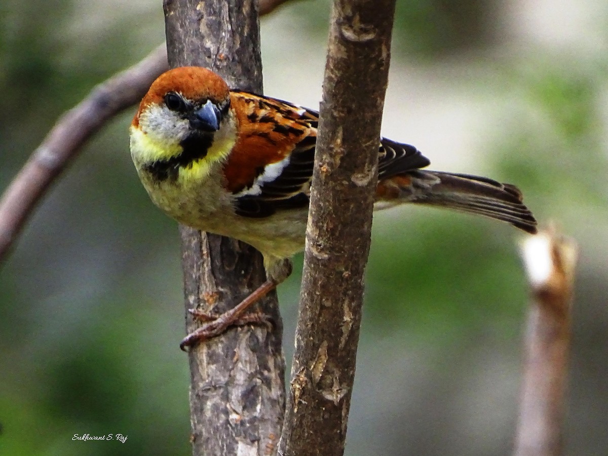 Russet Sparrow - ML147015421