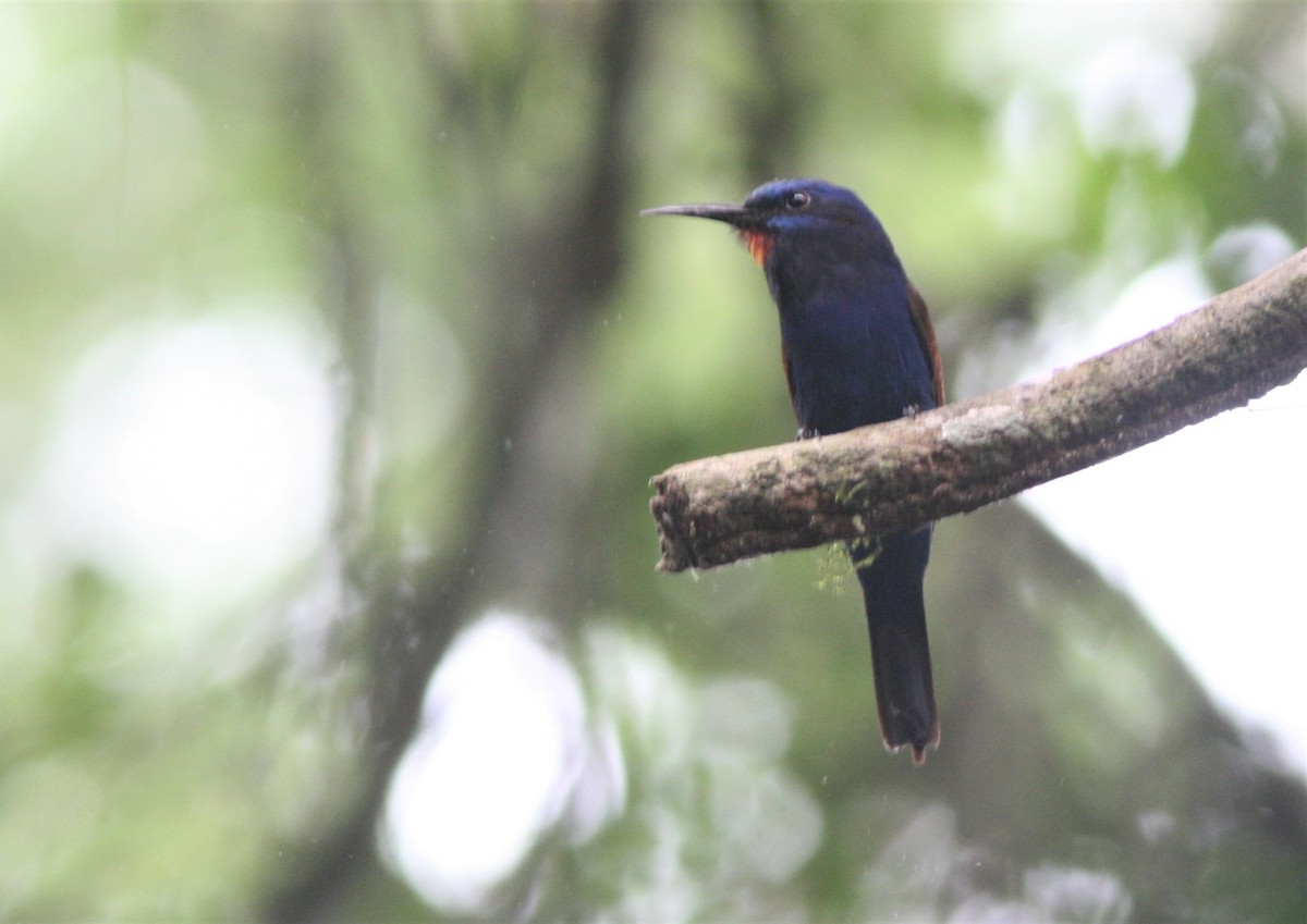 Blue-moustached Bee-eater - ML147015511