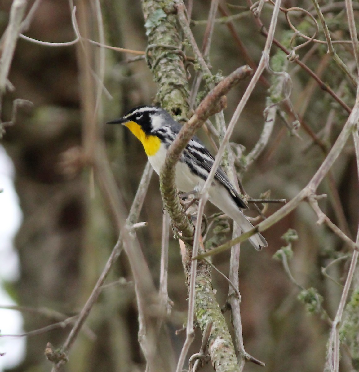 Yellow-throated Warbler - ML147015781