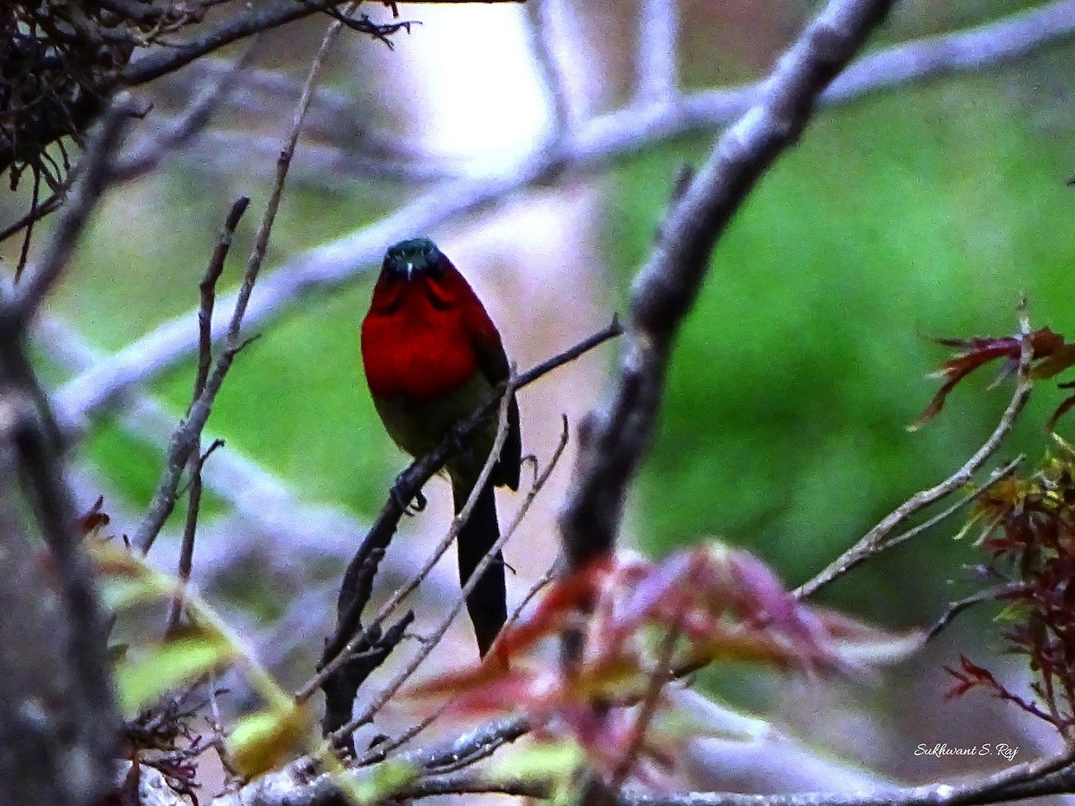 Crimson Sunbird - Sukhwant S Raj