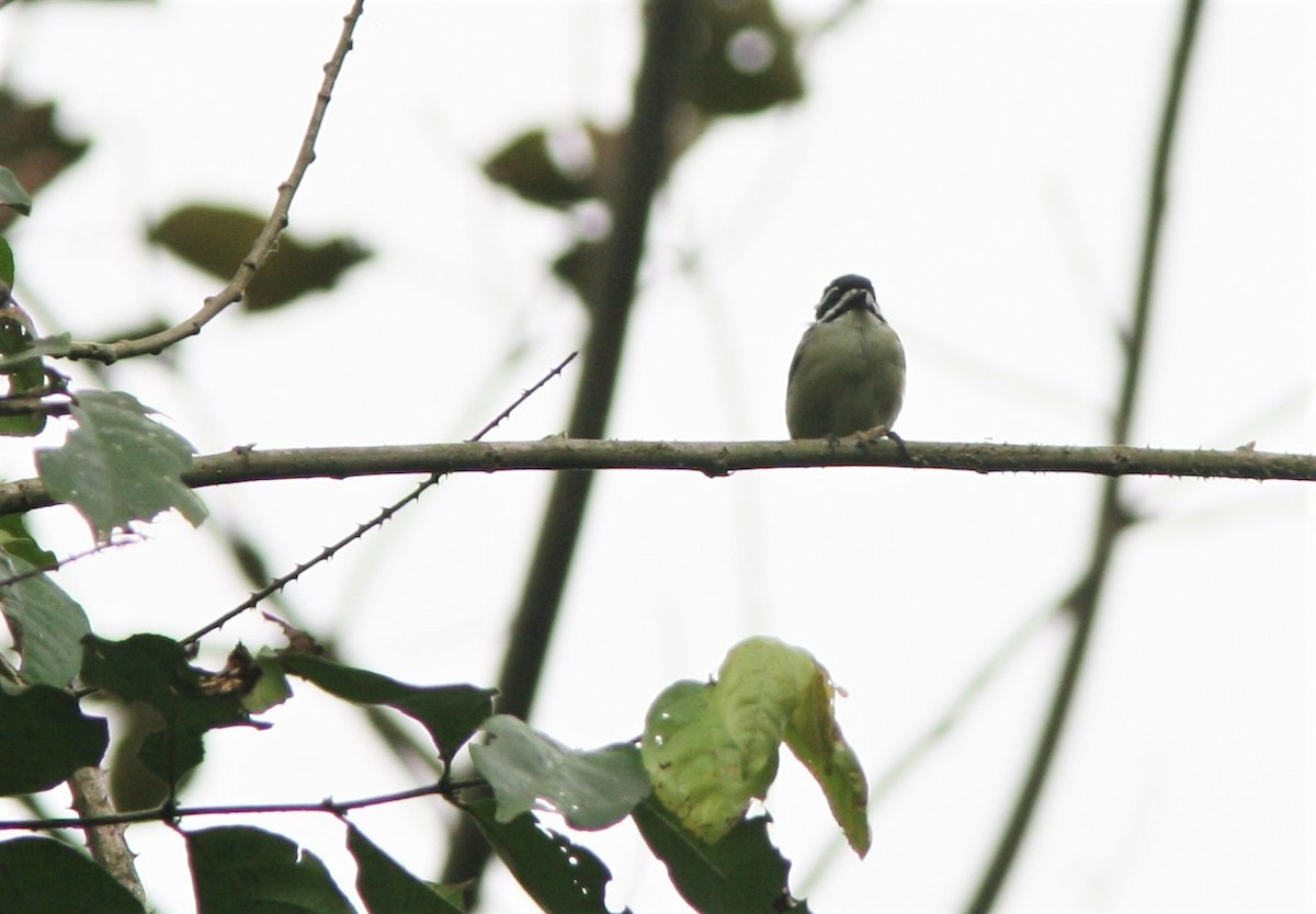 Yellow-throated Tinkerbird - ML147015991