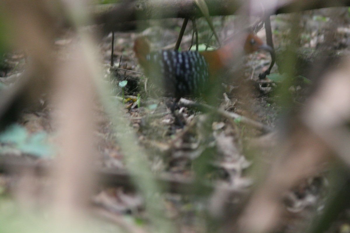 White-spotted Flufftail - ML147016211