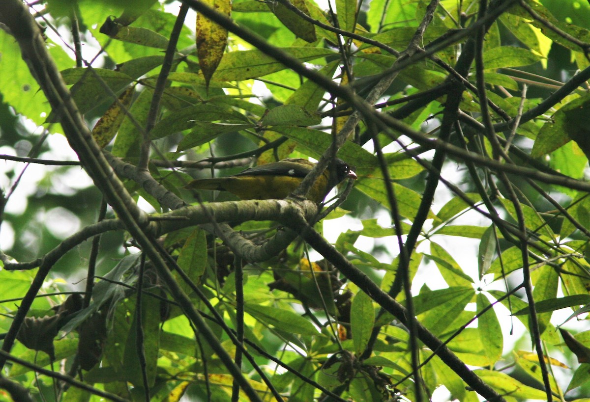 Western Black-headed Oriole - ML147017351