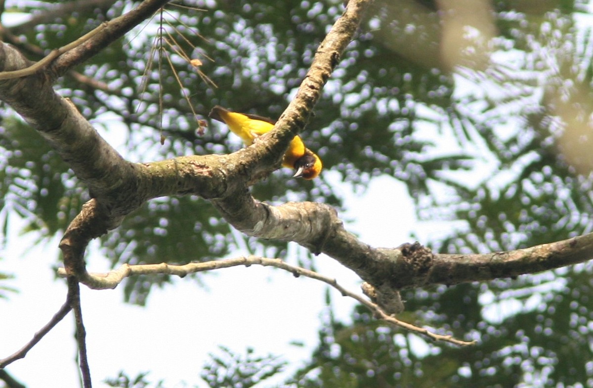 Preuss's Weaver - Ottavio Janni