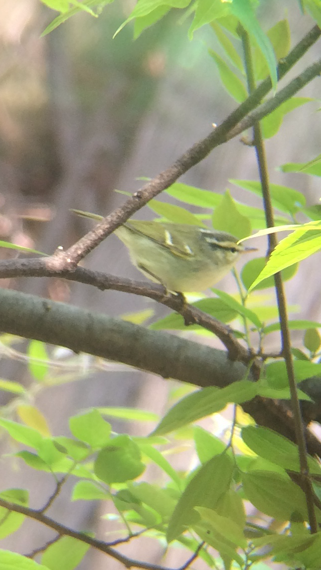 Blyth's/Claudia's/Hartert's Leaf Warbler - ML147018051