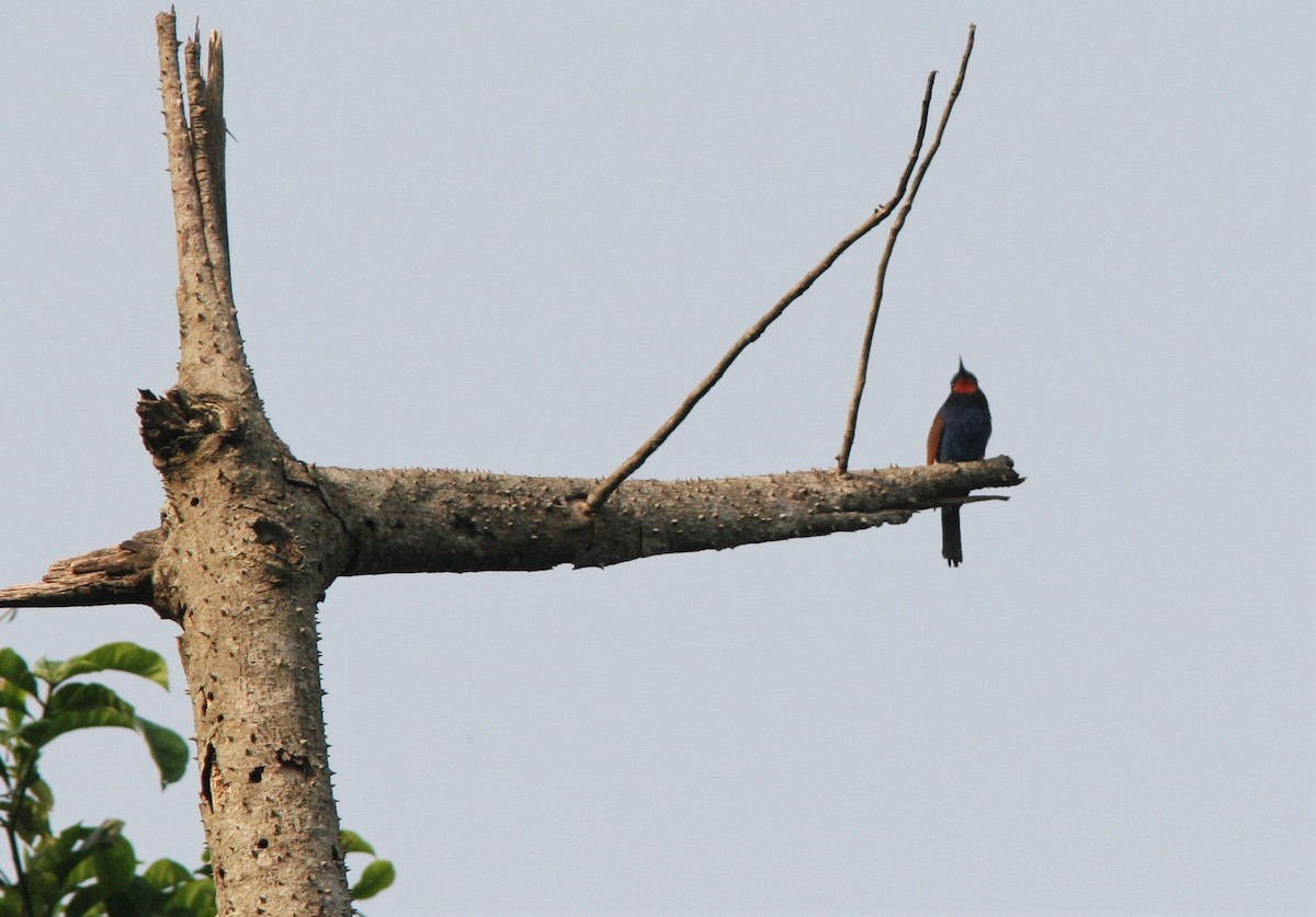 Blue-moustached Bee-eater - ML147018191