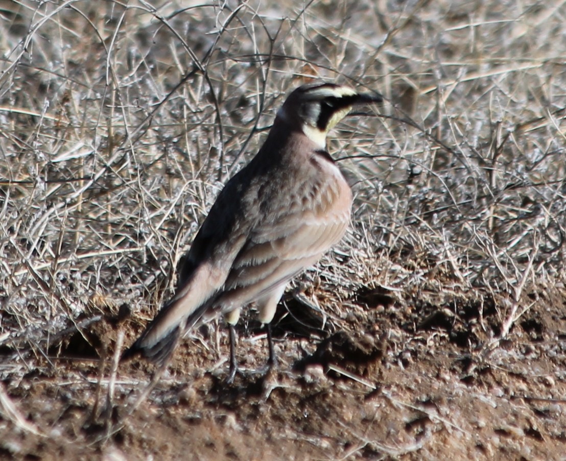 Horned Lark - Lorraine Lanning